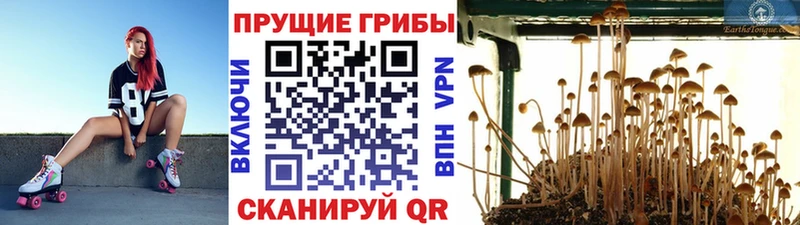 blacksprut ссылка Обь Галлюциногенные грибы MAGIC MUSHROOMS
